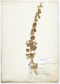 Marrubium vulgare L. (horehound), a medicinal plant collected in 1806 on the grounds of the Elgin Botanic Garden